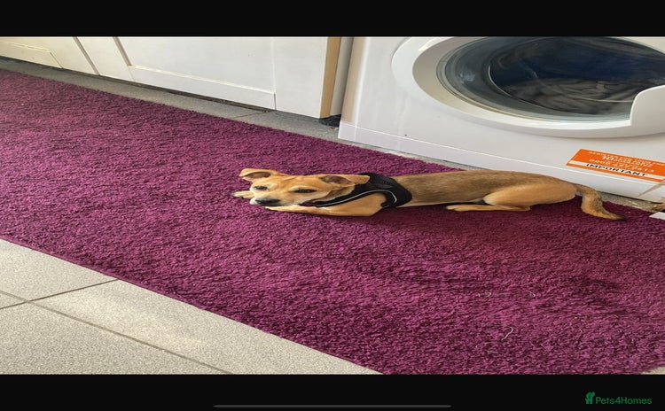 Mixed Breed dogs - Advert 7