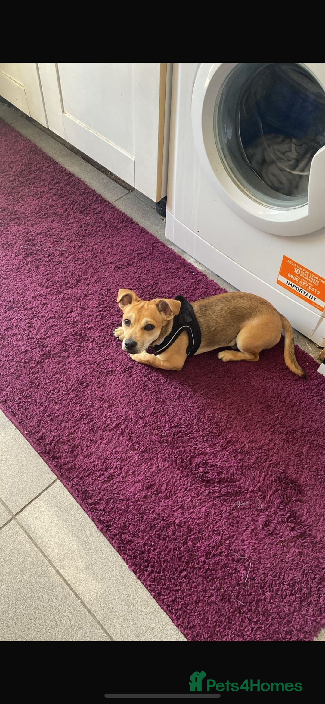 Mixed Breed dogs for sale: Chihuahua x Jack Russell Puppy  - Image 1