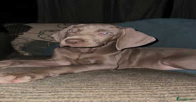 Weimaraner dogs - Advert 2