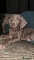 Weimaraner dogs - Advert 2