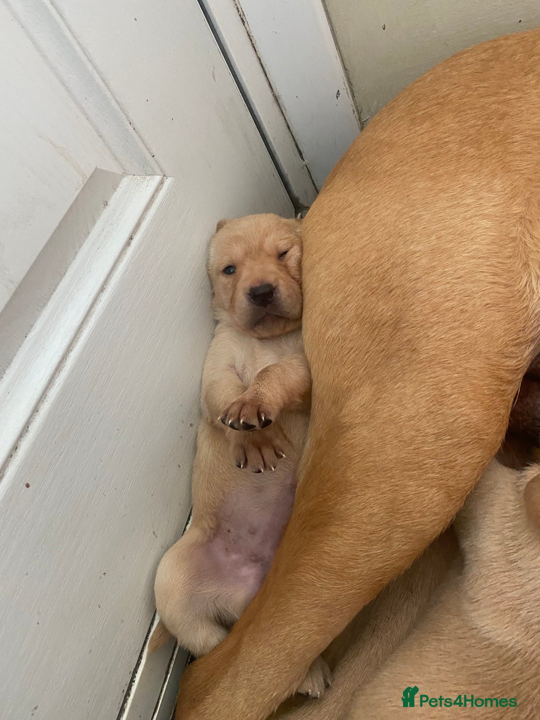Labrador Retriever dogs for sale: Exceptional Quality KC Reg Labrador Puppies  - Image 7