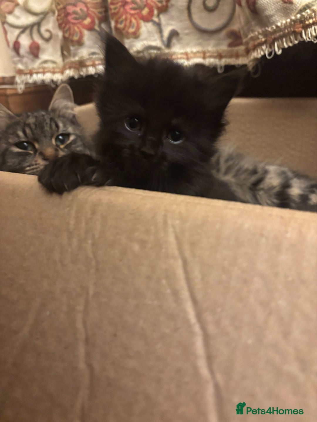 Norwegian Forest Cat cats for sale: Adorable Norwegian forest kittens for sale  - Advert 6