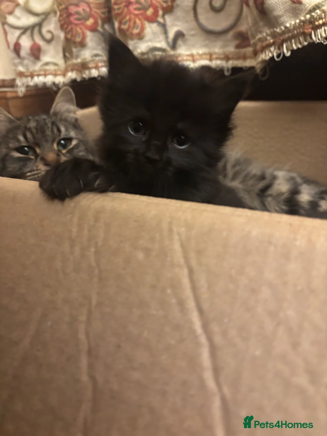 Norwegian Forest Cat cats for sale: Adorable Norwegian forest kittens for sale  - Advert 7