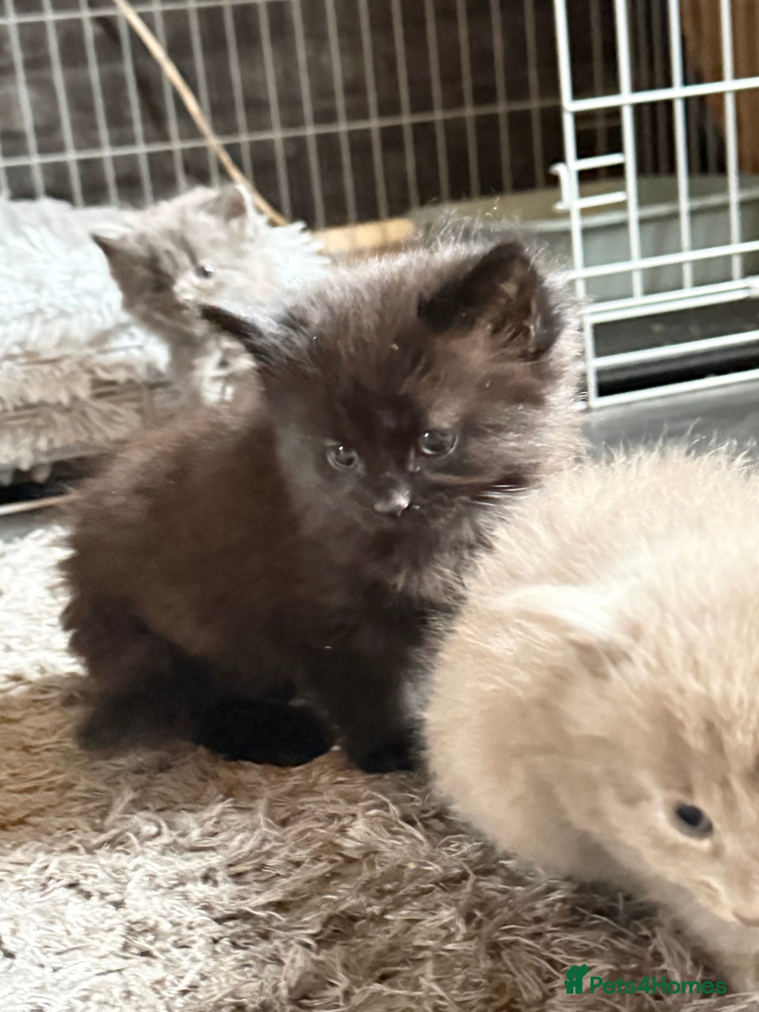 Mixed Breed cats for sale: 5 kittens  - Advert 14