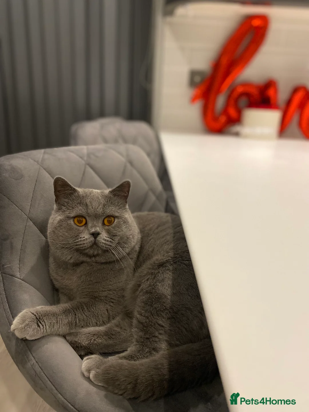 Scottish Fold cats for stud: Scottish straight for stud duties in Derby - Advert 5