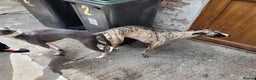 Whippet dogs for stud:  PROVEN kc reg whippet for stud in Consett - Advert 3