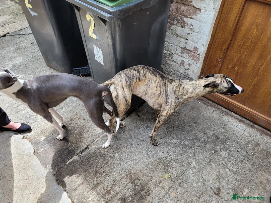 Whippet dogs for stud:  PROVEN kc reg whippet for stud in Consett - Advert 3
