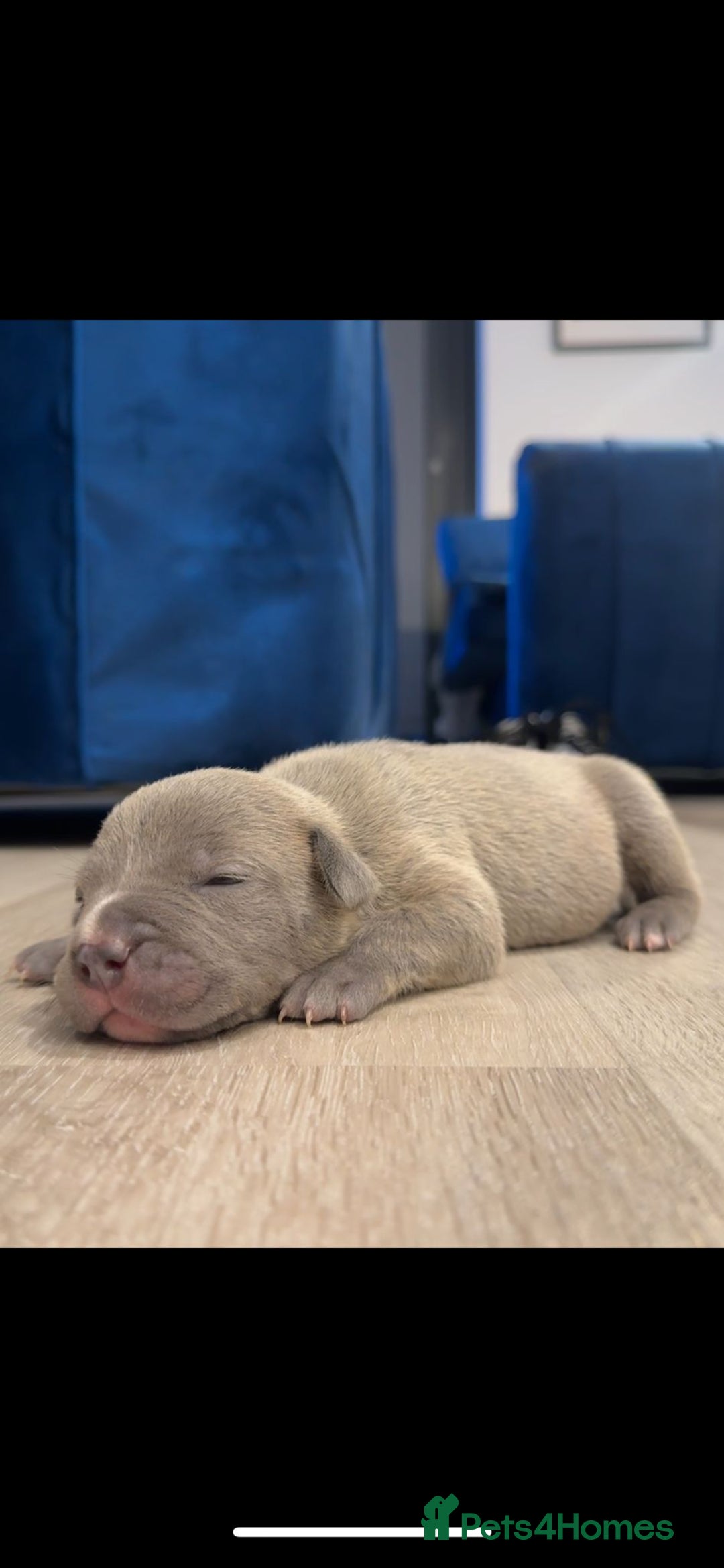 American Bully dogs for sale: 10 beautiful American Bullies🤍 - Advert 7