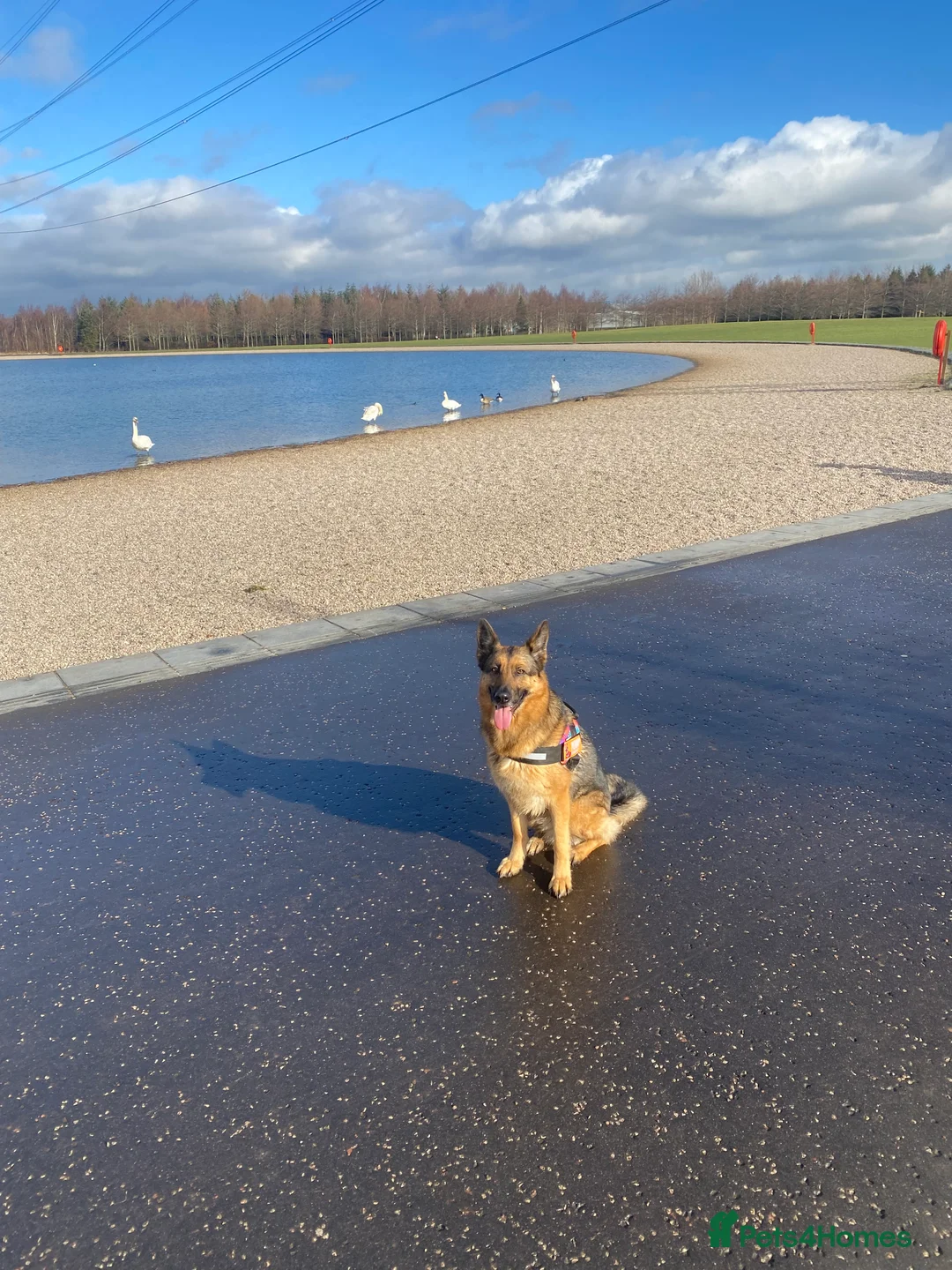 Mixed Breed dogs for sale: German Malinois - Advert 6