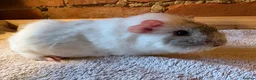 Guinea Pig rodents for sale: Guinea Pig sows RESERVED - Advert 4