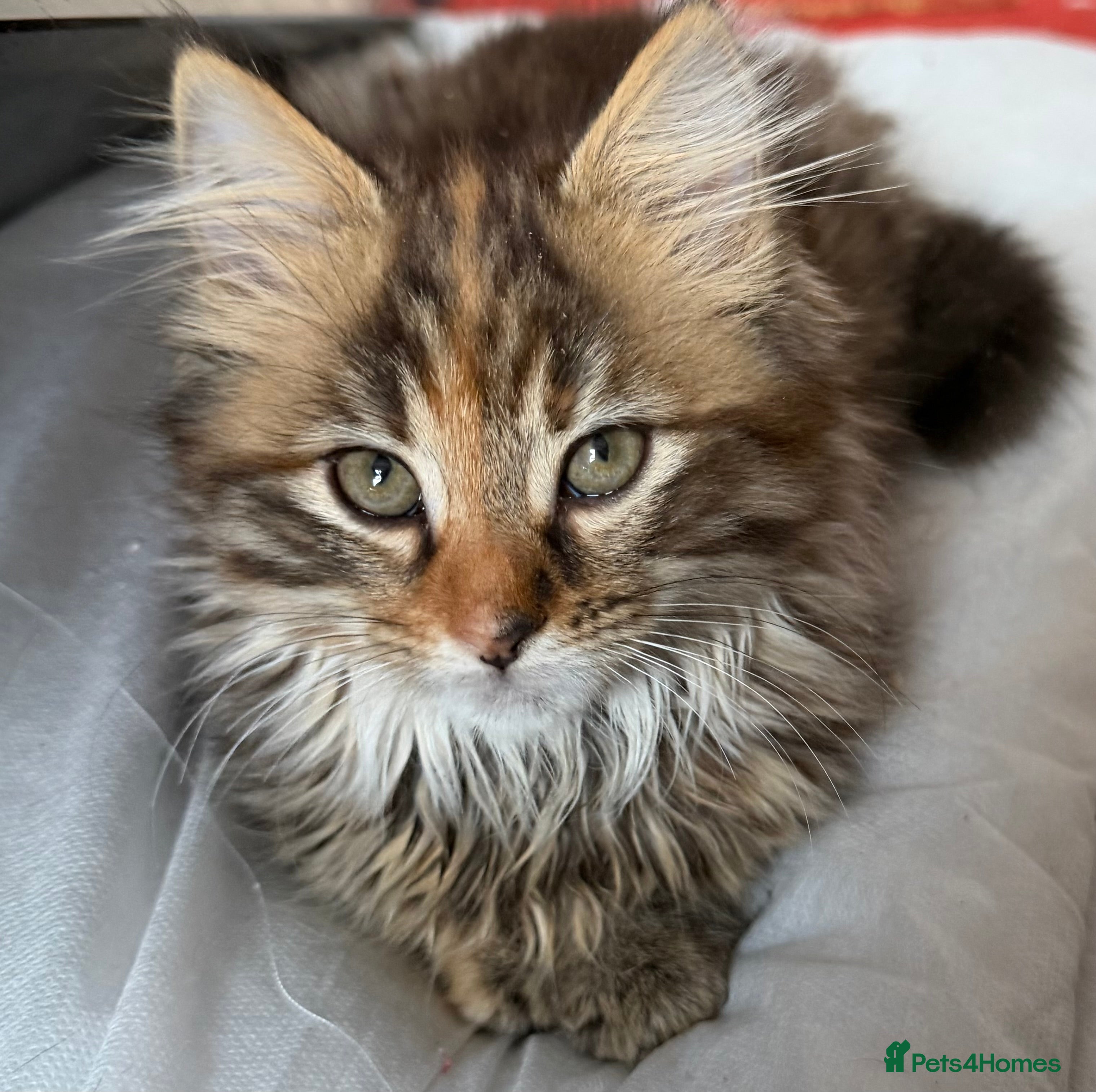 Mixed Breed cats Two female kittens for sale  - Advert 8