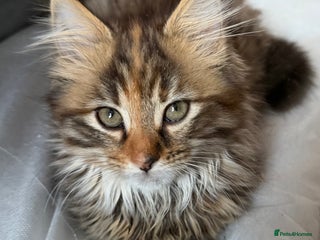 Mixed Breed cats Two female kittens for sale - Advert 8