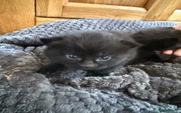Mixed Breed cats for sale: 2 Beautiful Black Tabby Kittens - Image 1