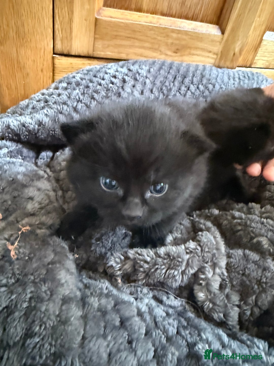 Mixed Breed cats for sale: 2 Beautiful Black Tabby Kittens - Image 1