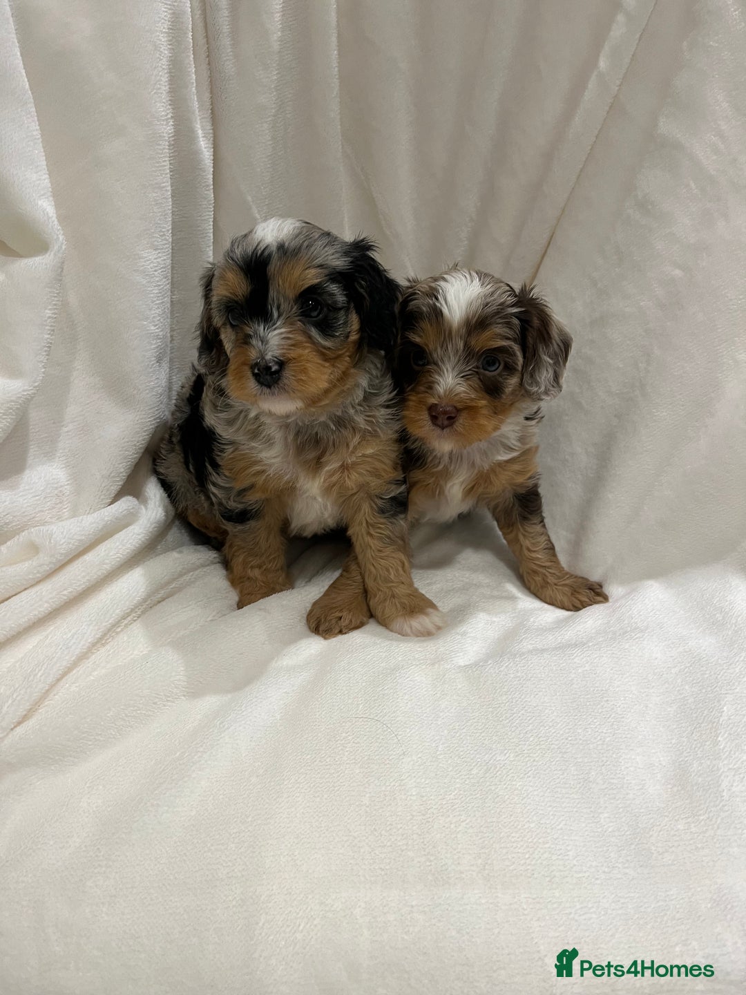 Cavapoo dogs for sale: Rare extensively health tested chocolate cavapoos - Advert 19