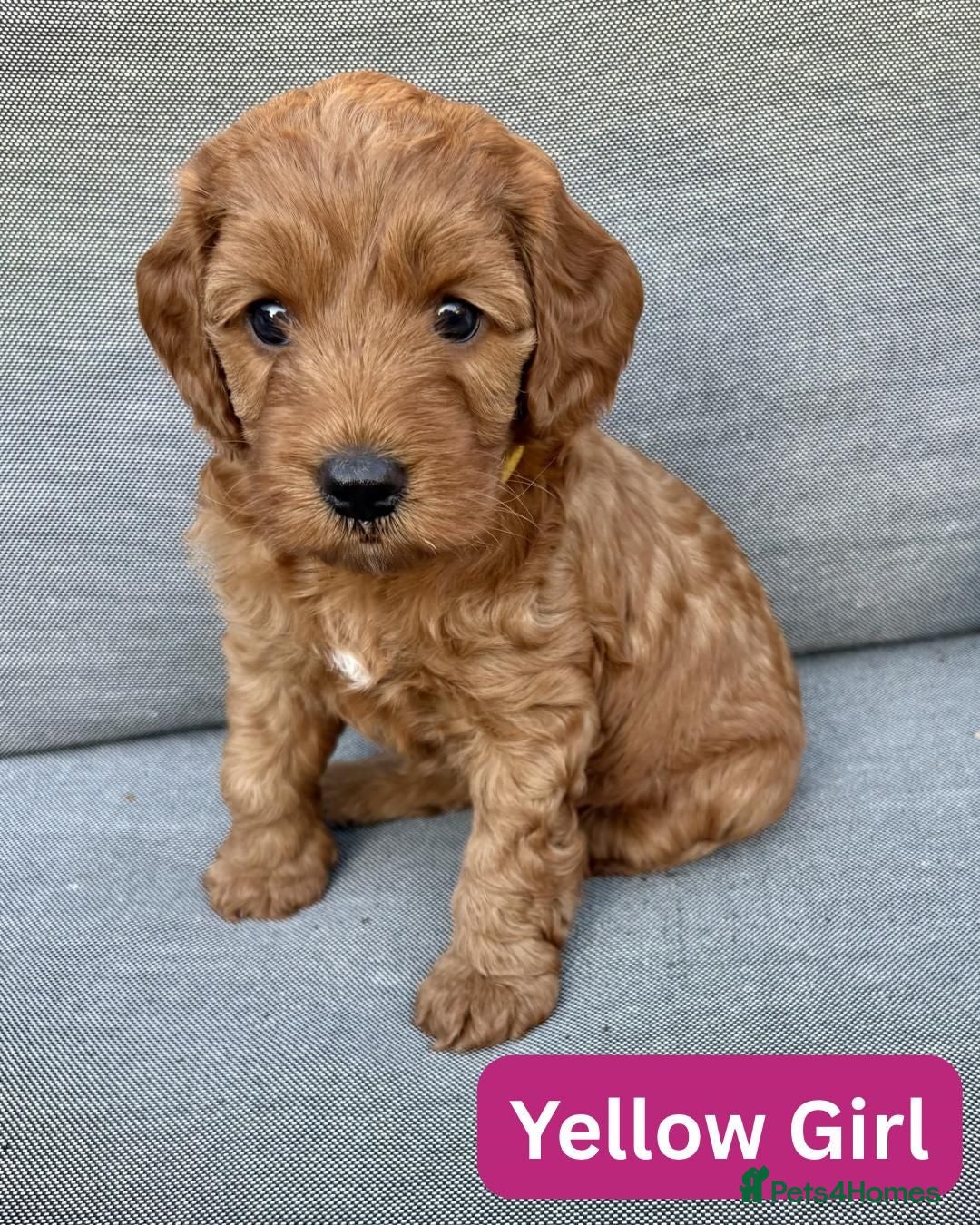 Cockapoo dogs ❤️ Stunning Health-Tested Red Cockapoo Puppies ❤️ - Advert 2