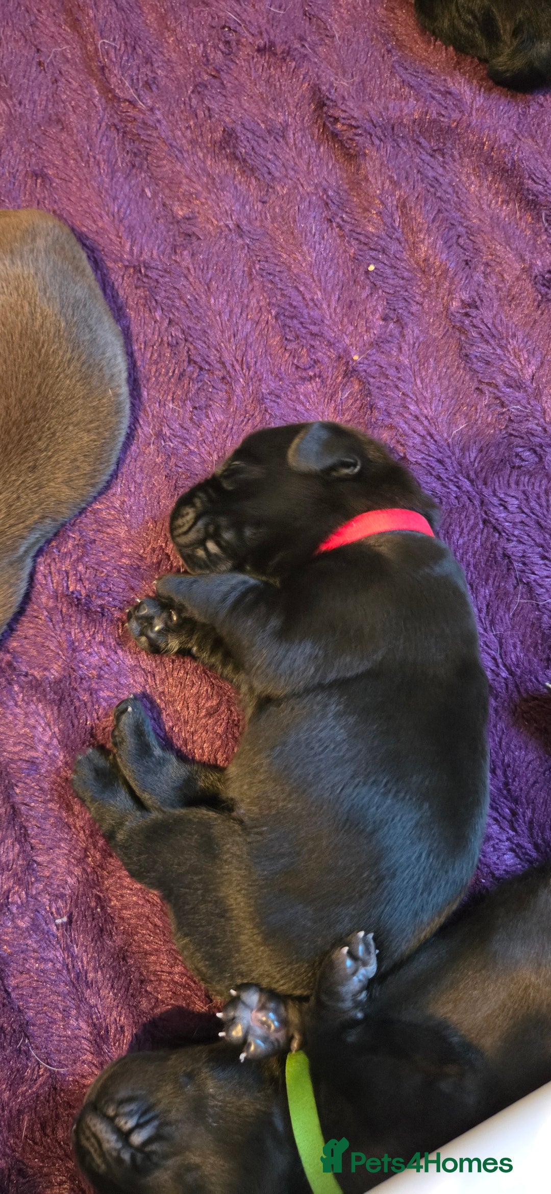 Labrador Retriever dogs for sale: Beautiful pedigree labrador puppies  - Image 35