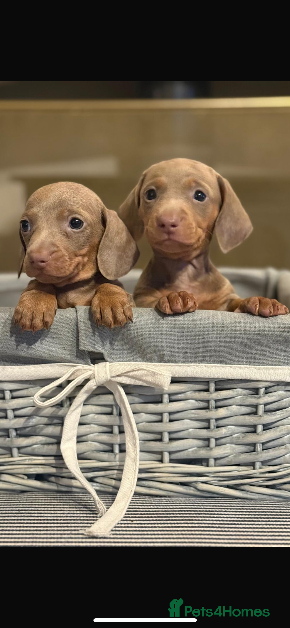 Miniature Dachshund dogs Kc reg miniature dachshunds boys and girls  - Advert 13