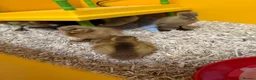 Ducks poultry for sale: Indian Runner Ducklings and other breeds  in Frodsham - Advert 4