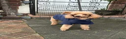 Cavapoo dogs for sale: Health Tested Red Male Cavapoo Puppies - Advert 6