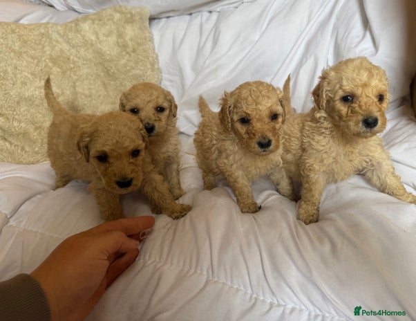 Mixed Breed dogs - Advert 2