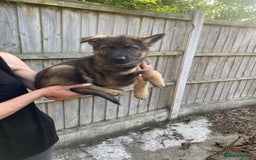 German Shepherd dogs for sale: Gorgeous KC reg Long haired German Shepherd Pups - Image 7