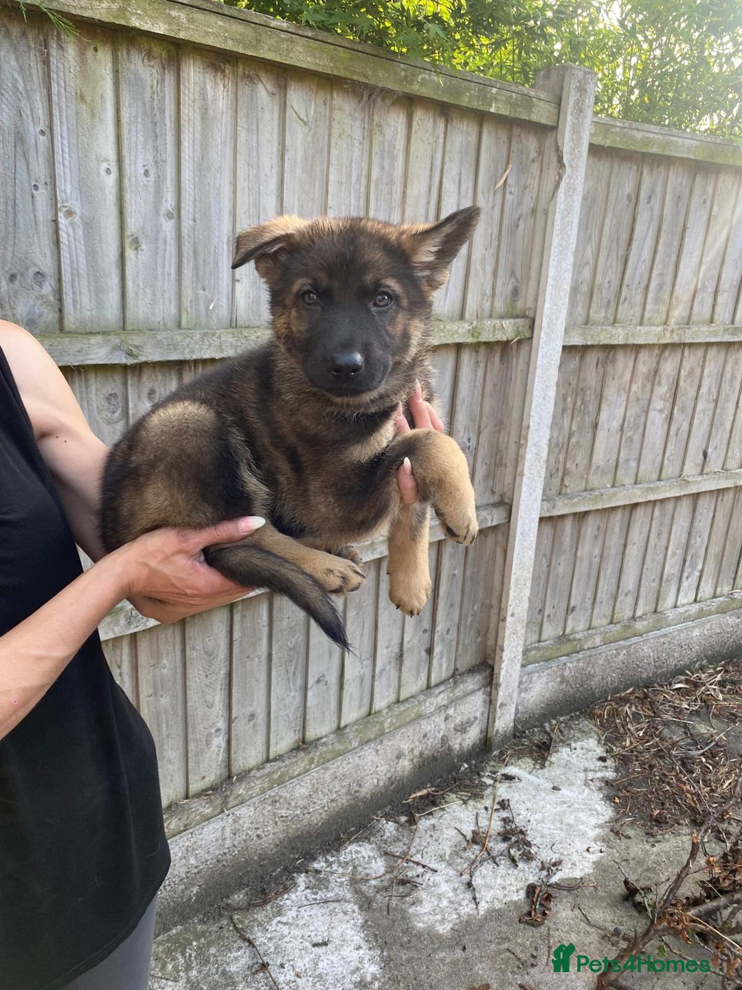 German Shepherd dogs for sale: Gorgeous KC reg Long haired German Shepherd Pups - Image 7