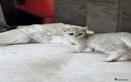 British Shorthair cats for sale: BSH kitten classic & chinchilla bloodline - Image 24