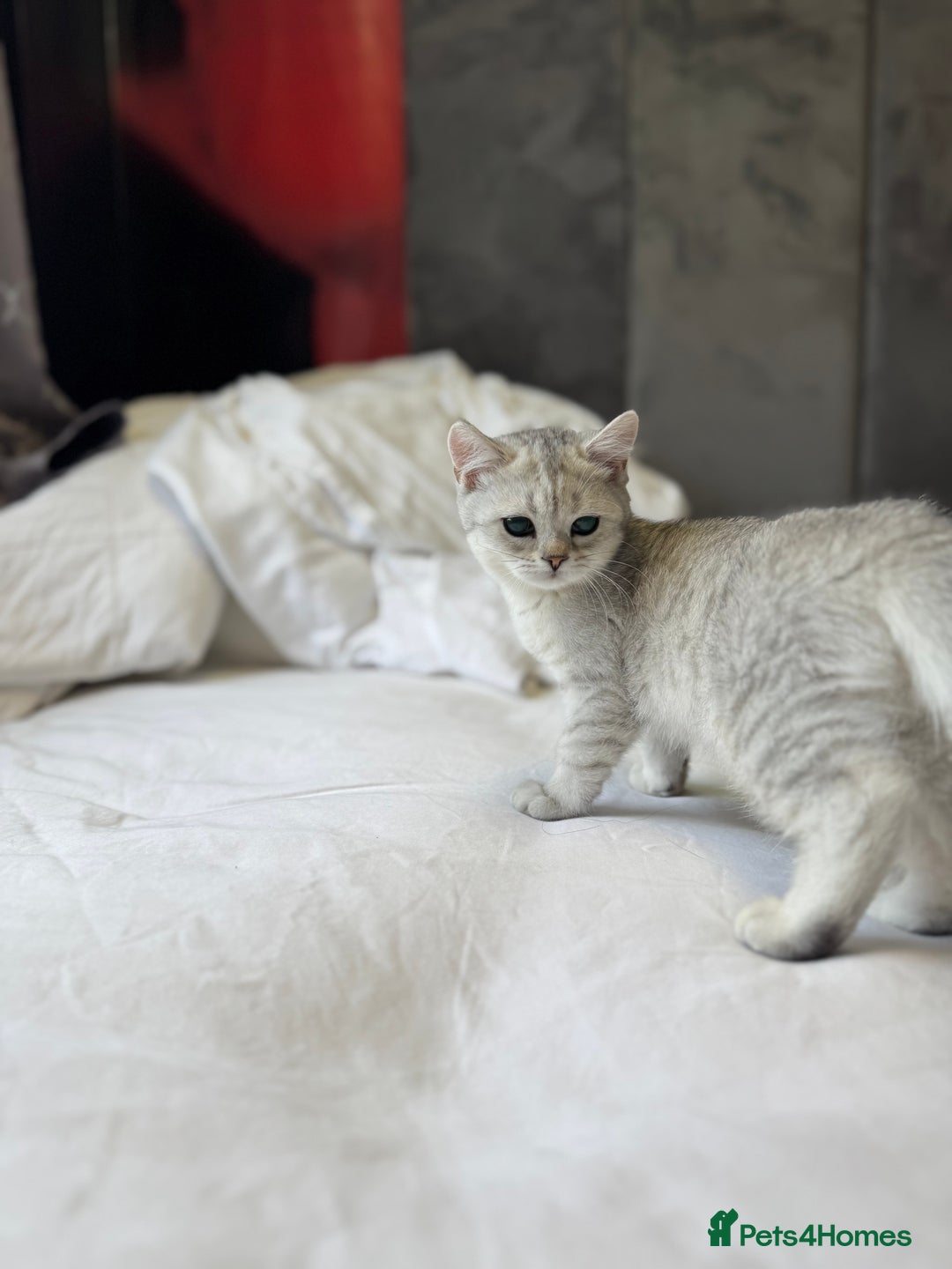 British Shorthair cats for sale: BSH kitten classic & chinchilla bloodline - Image 24
