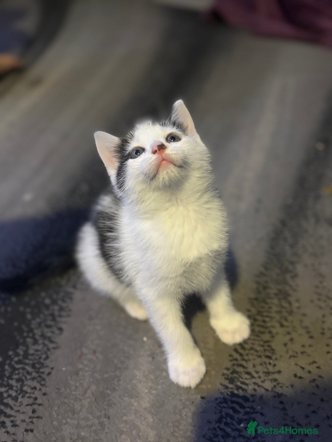 Mixed Breed cats for sale: Two kittens available for new homes  - Image 9