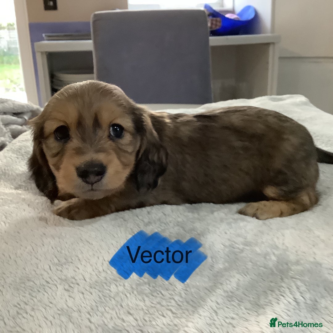 Miniature Dachshund dogs for sale: PRA Clear Mini Longhair Dachshund Pups Cream Red.. - Advert 21