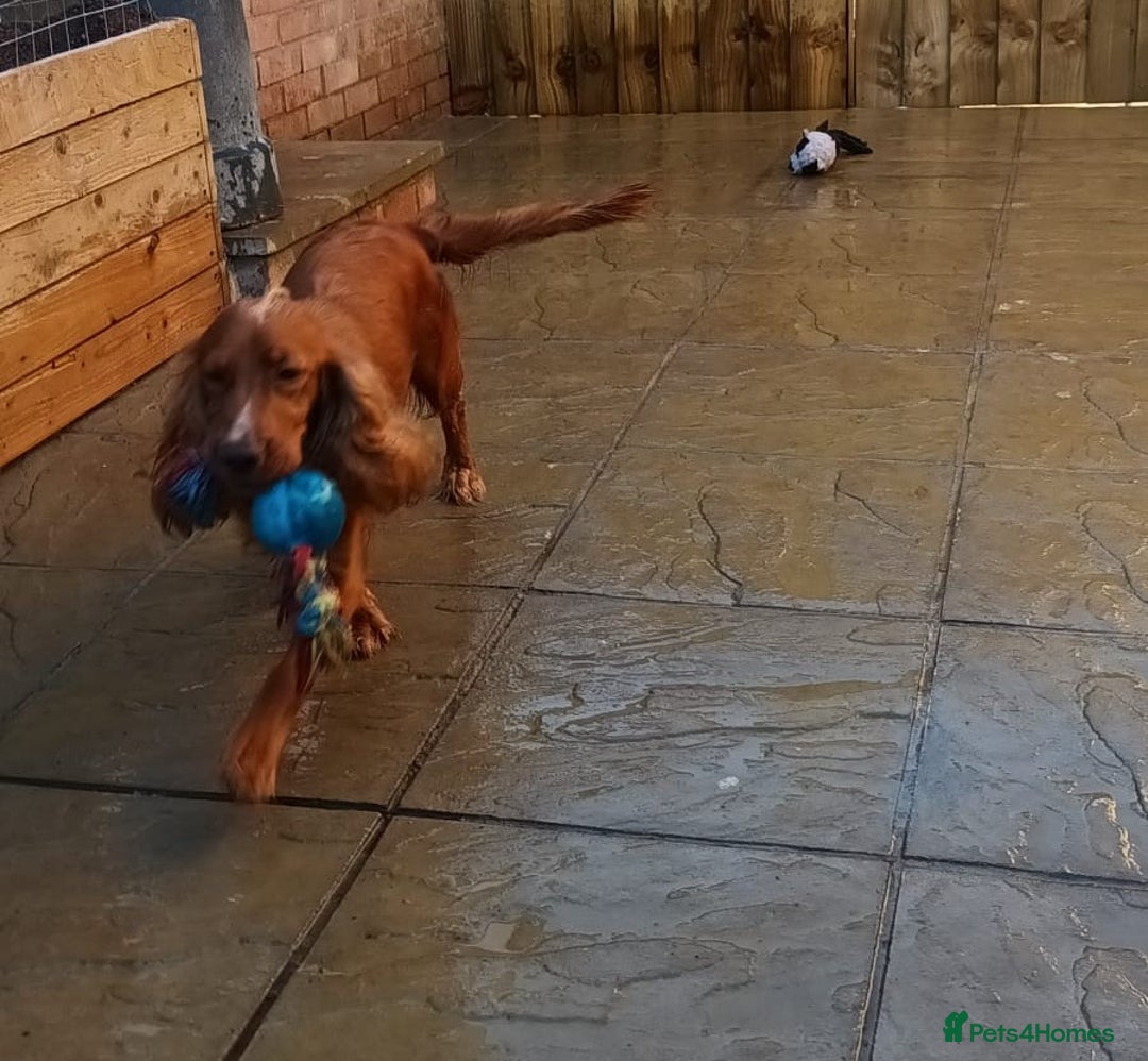 Cocker Spaniel dogs for sale: 2 Females Cocker Spaniel For Rehoming - Advert 6