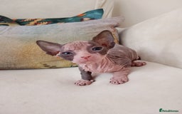Sphynx cats for sale: Beautiful Sphinx , with blue eyes. Ready now.  - Advert 19
