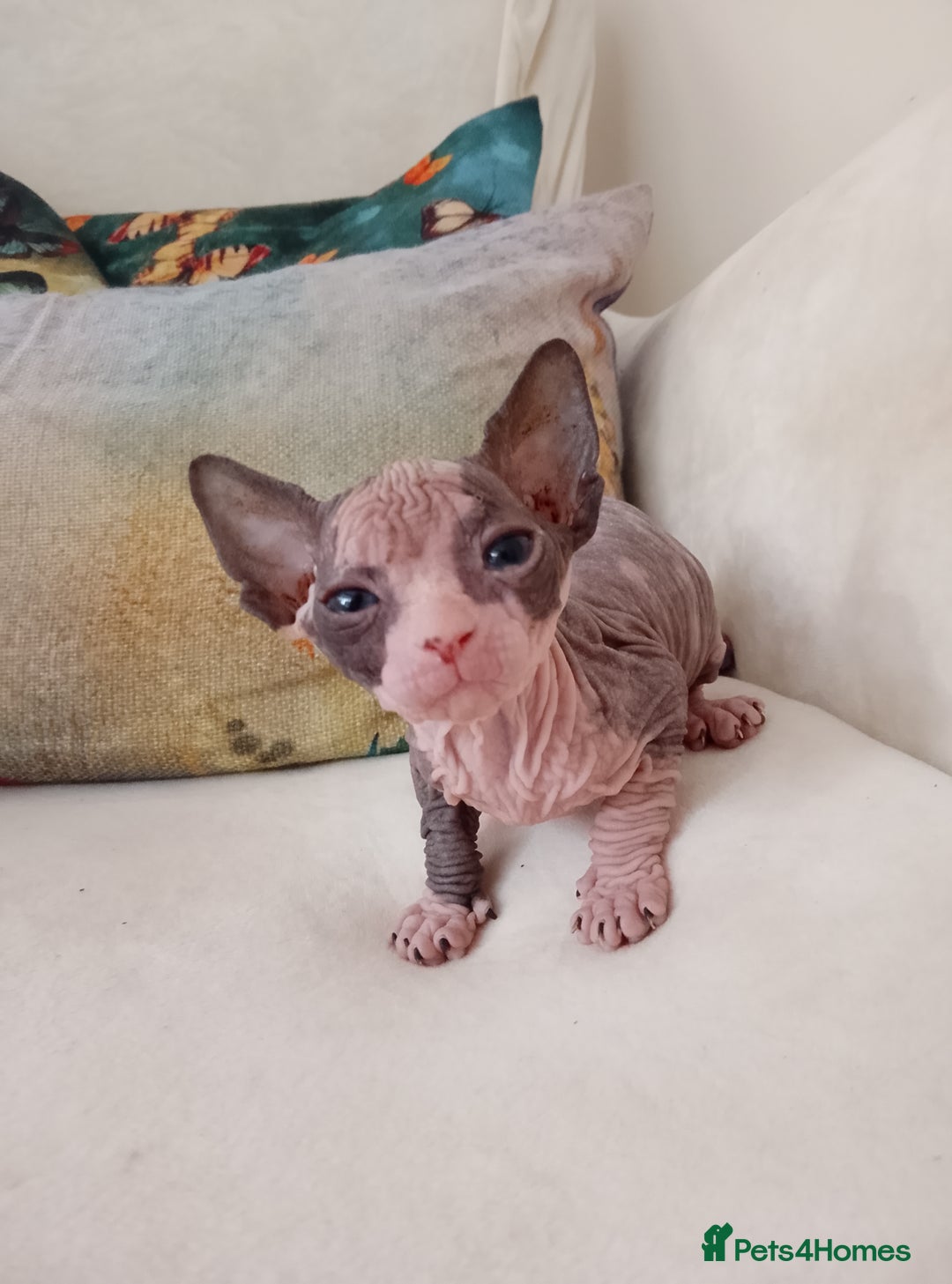 Sphynx cats for sale: Beautiful Sphinx , with blue eyes. Ready now.  - Advert 19