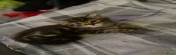 Mixed Breed cats for sale: 4 beautiful kittens  - Advert 10