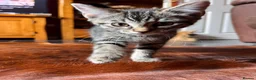 Mixed Breed cats for sale: 3 beautiful kittens ready for adventure  in Harwich - Advert 5