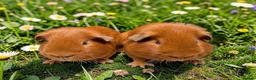 Guinea Pig rodents for sale: Gorgeous pairs of boys  - Advert 5