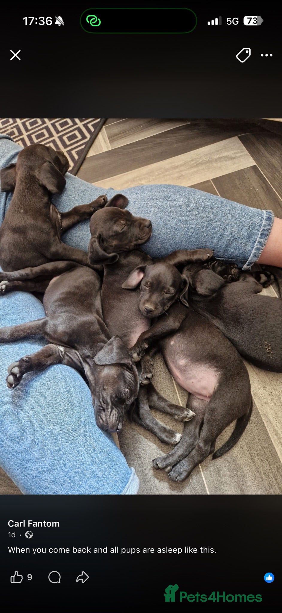 Mixed Breed dogs Patterdale x beagle - Advert 5