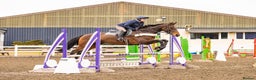 Irish Thoroughbred horses for sale: Athletic And Capable Allrounder  - Advert 6