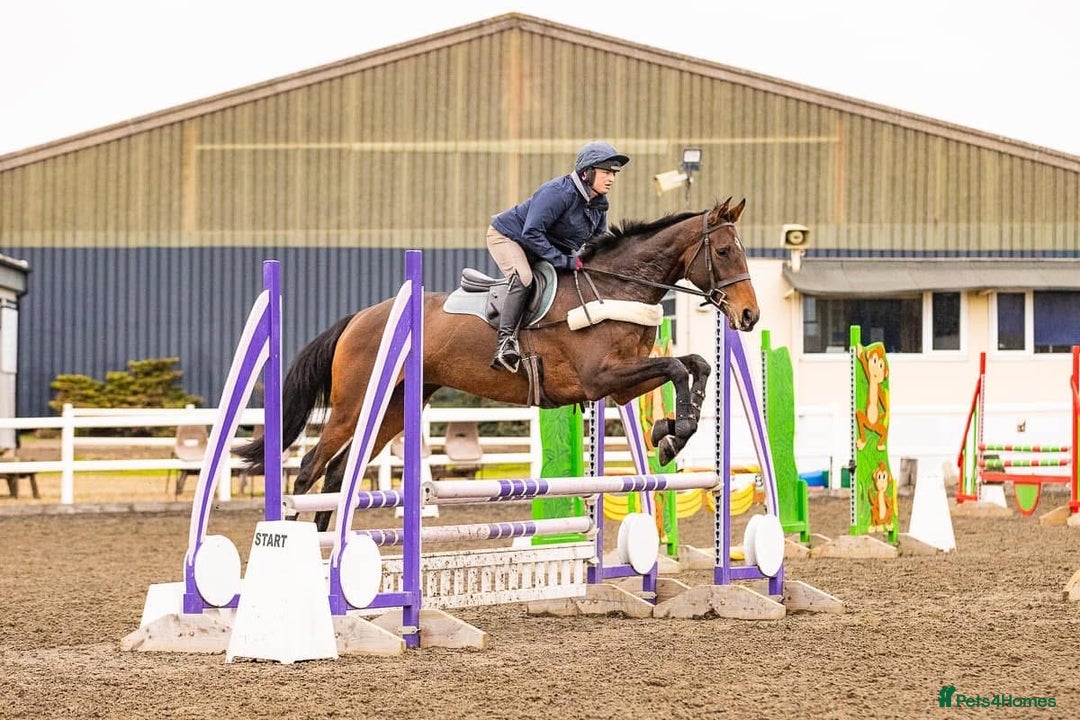 Irish Thoroughbred horses for sale: Athletic And Capable Allrounder  - Advert 6