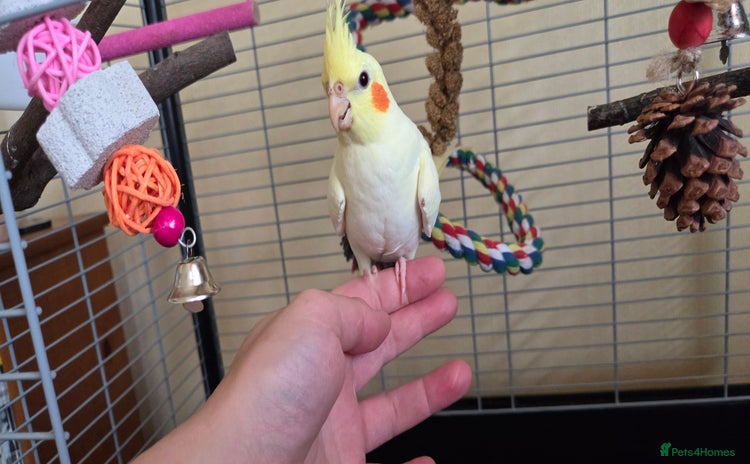 Cockatiels birds - Advert 1