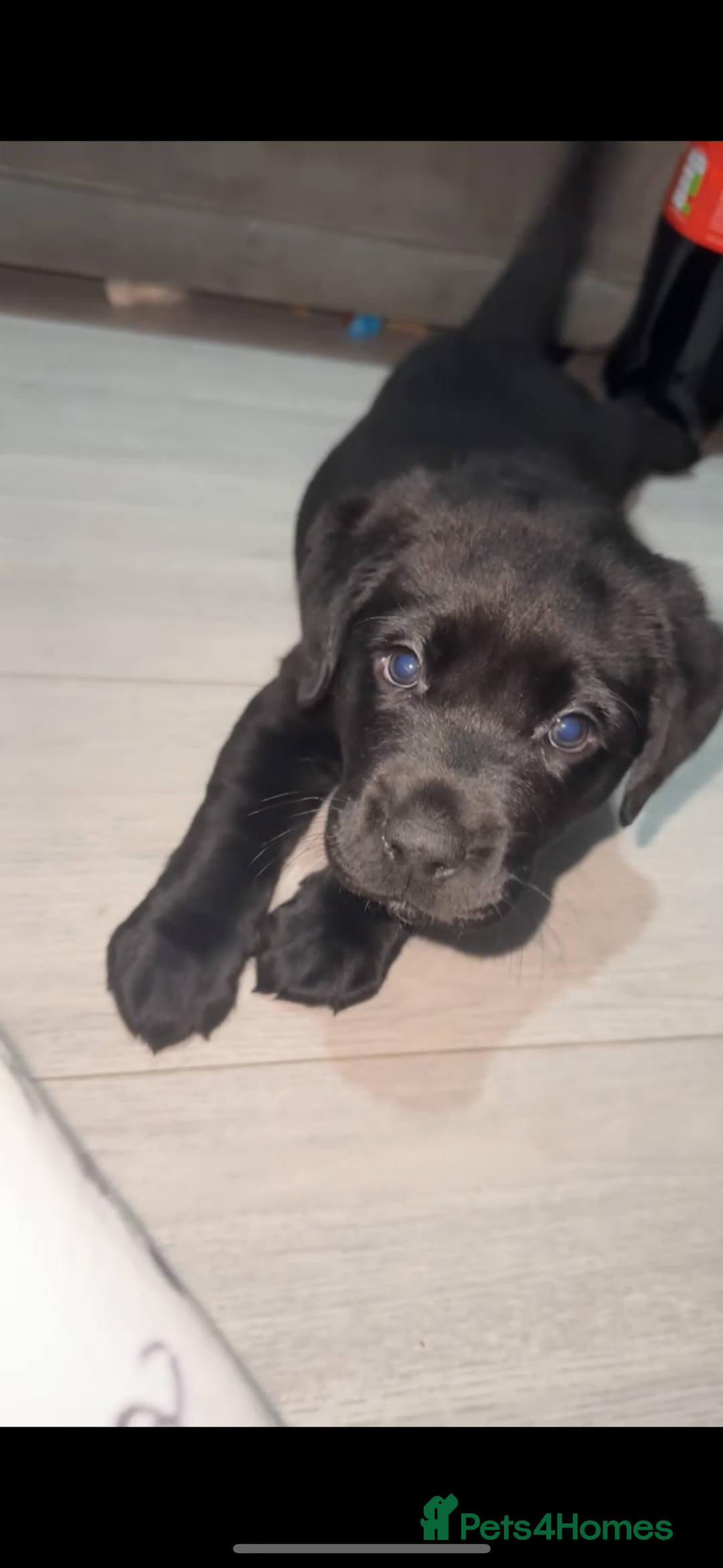 Labrador Retriever dogs for sale: 2 chunky male labs  - Advert 1