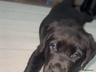 Labrador Retriever dogs 2 chunky male labs - Advert 1