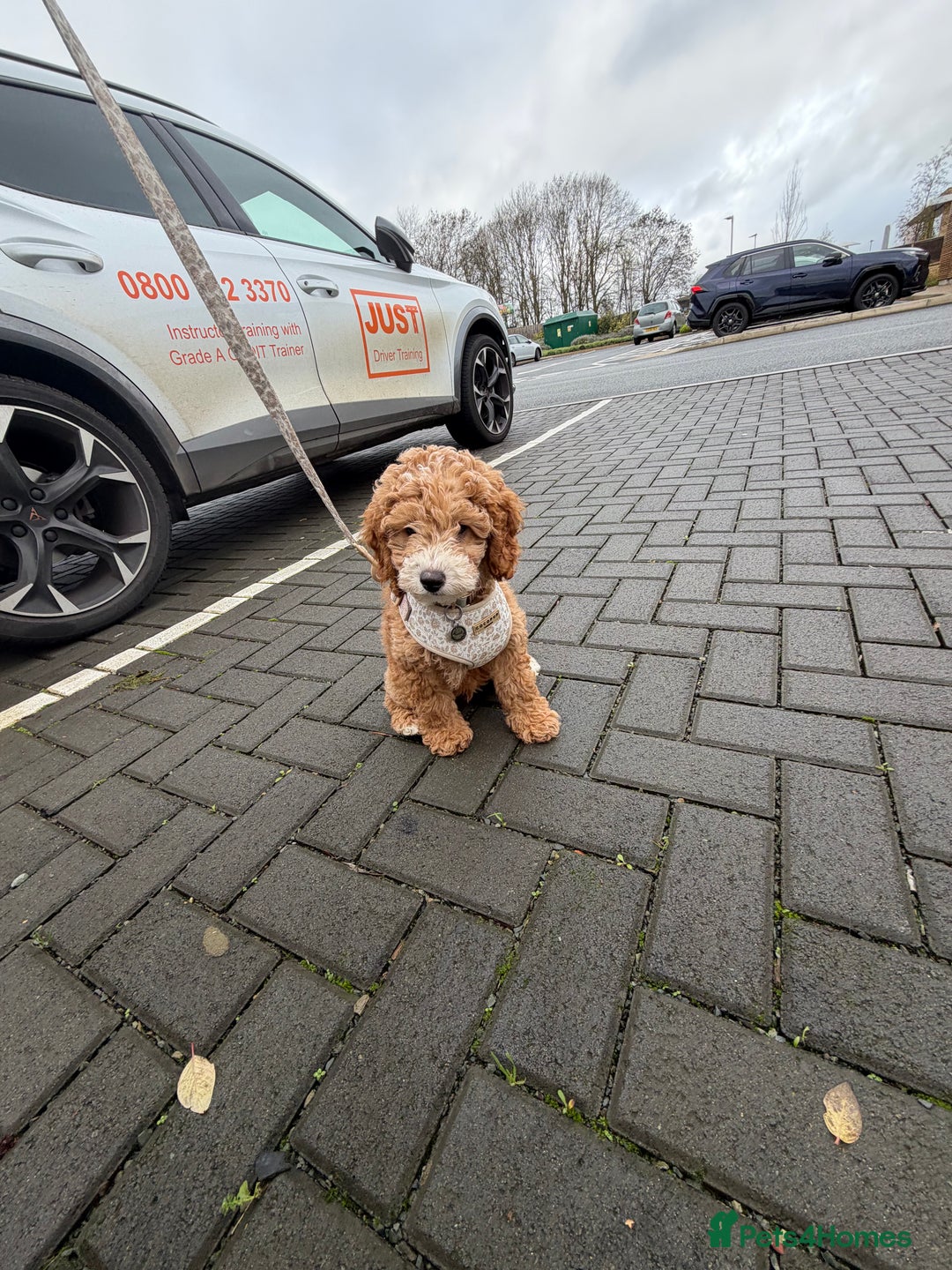 Cockapoo dogs for sale: Male cockapoo  - Advert 3