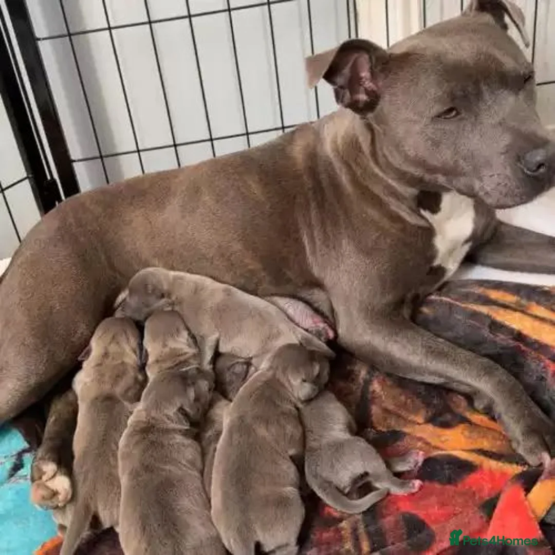 Staffordshire Bull Terrier dogs for sale: Our little rainbow litter has arrived! with joy/ki in Aylesbury - Advert 8
