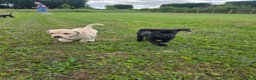 Labrador Retriever dogs for sale: Two beautiful labrador pups available  in York - Advert 8