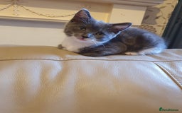 Turkish Angora cats for sale: Ms Svetlana - Image 3