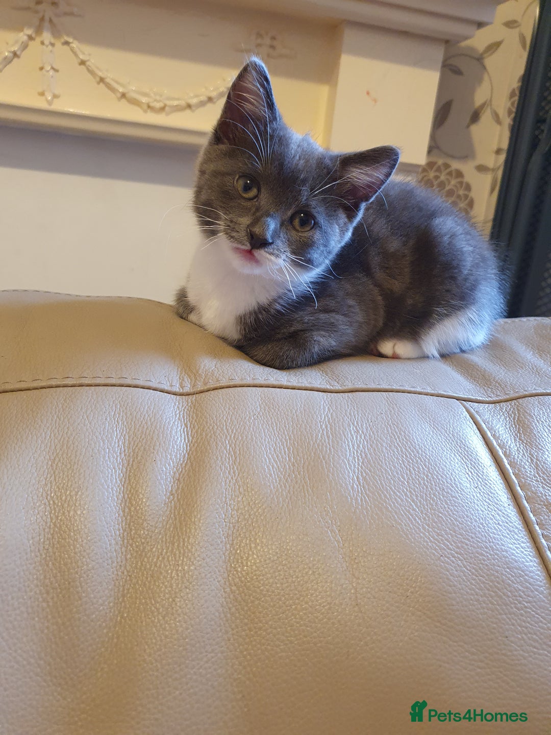 Turkish Angora cats for sale: Ms Svetlana - Image 3