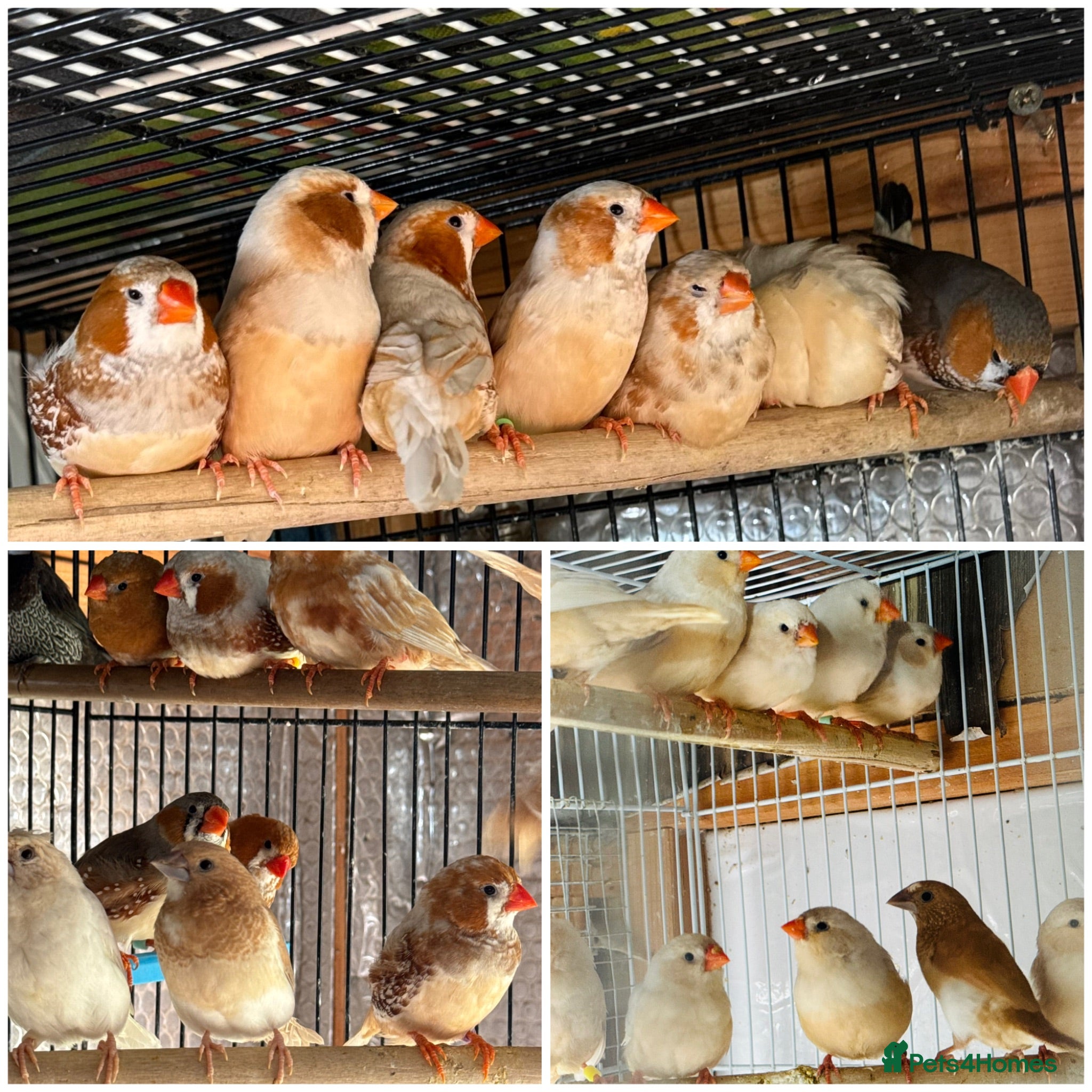 Mixed Breed birds Zebra Finches  - Advert 8