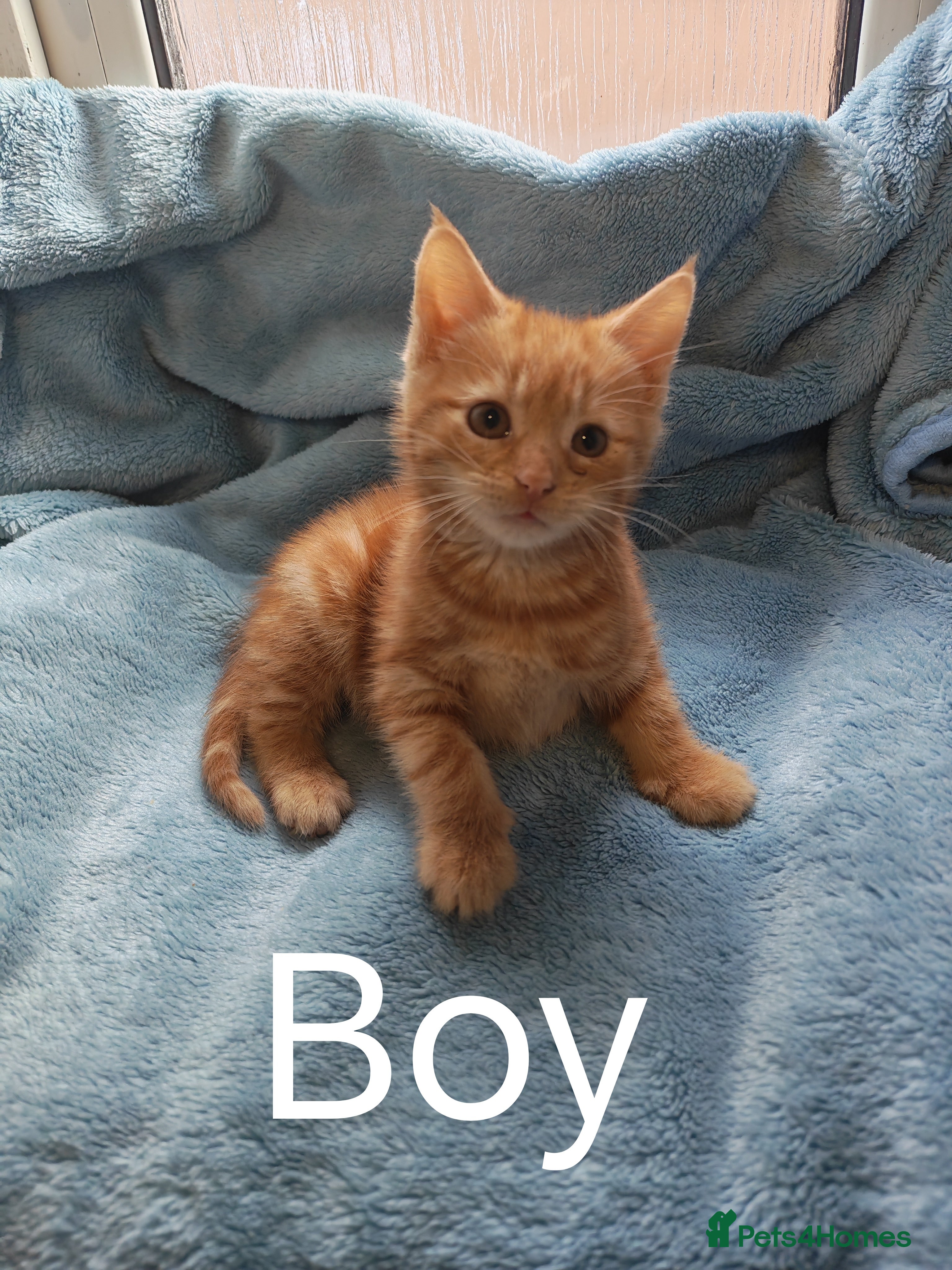 Mixed Breed cats Beautiful kittens VIDEOS - Advert 3